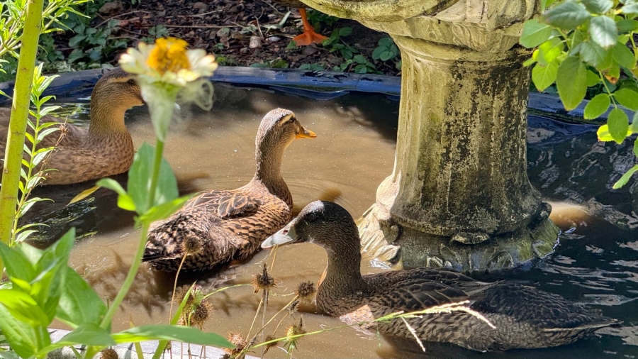 5 Bedroom Property for Sale in Caledon Western Cape